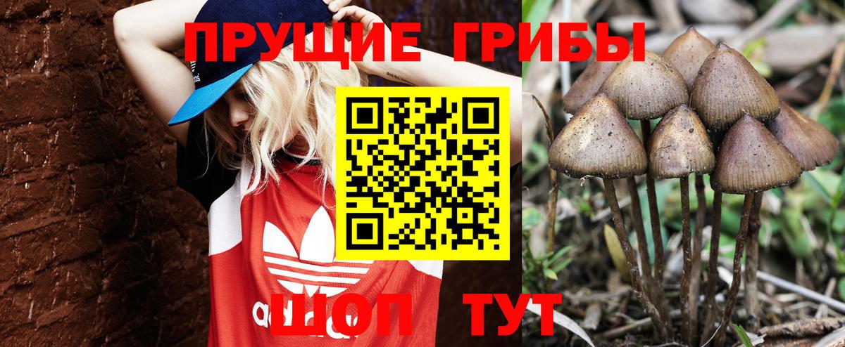 Галлюциногенные грибы GOLDEN TEACHER  Псилоцибиновые грибы GOLDEN TEACHER  дарнет шоп  Вход с VPN  Камышлов 